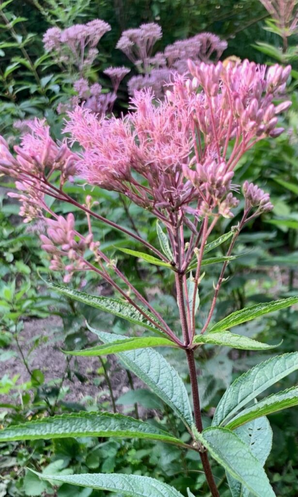 A plant with narrow pointed leaves up the stem and fluffy, pink flower clusters at the top.