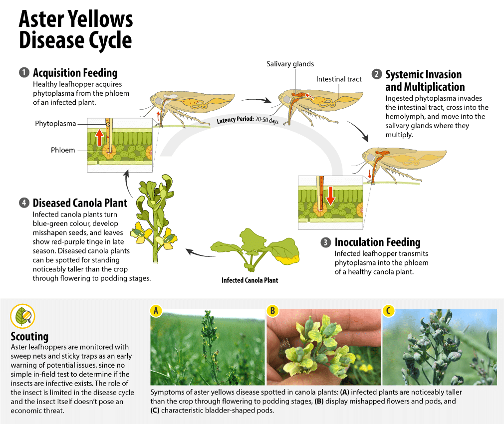A diagram showing the aster yellows disease cycle: feeding, multiplication, inoculation feeding, and infection.