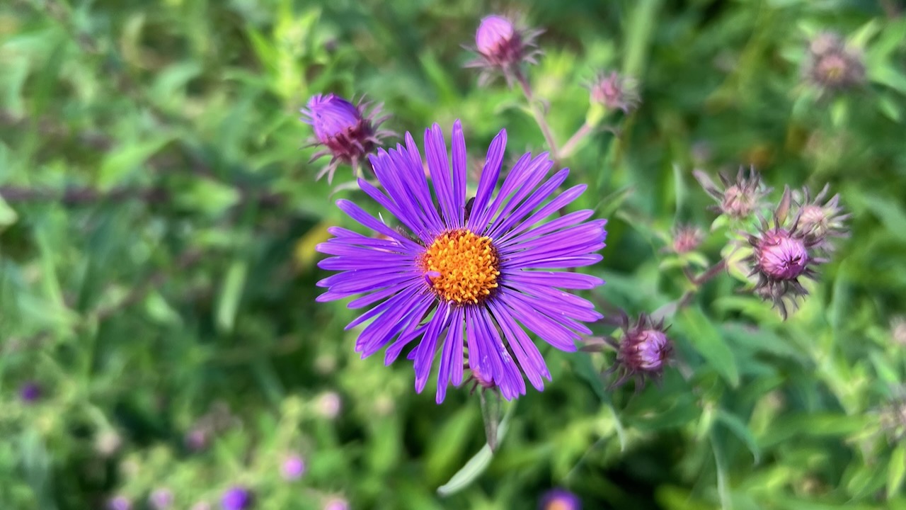 New England Aster