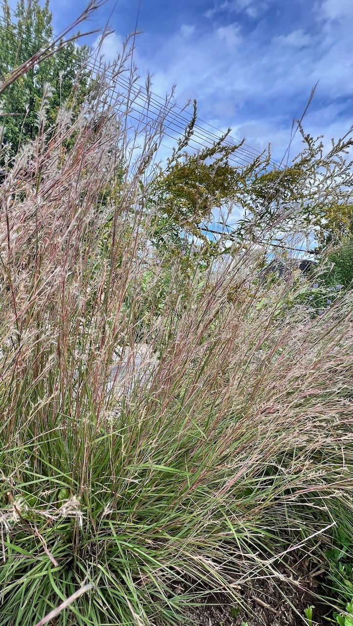 Little Bluestem